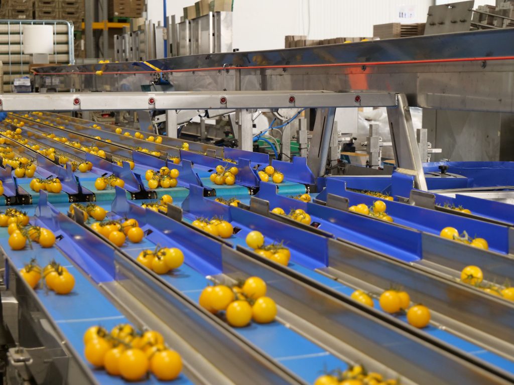 Pomodorini gialli a grappolo su linea di calibratura e selezione automatizzata in post-raccolta