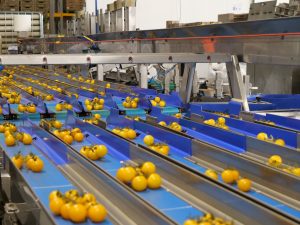 Pomodorini gialli a grappolo su linea di calibratura e selezione automatizzata in post-raccolta