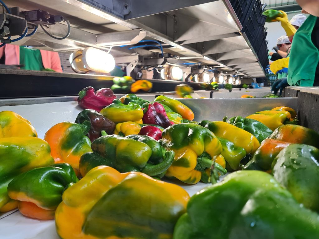 Peperoni colorati su linea di selezione automatizzata con illuminazione per il controllo qualità