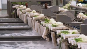 Finocchi su linea di selezione e calibratura a palette per la classificazione qualità in post-raccolta