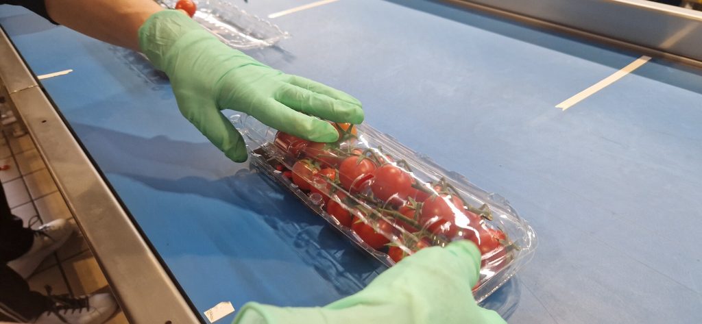 Operatrice con guanti completa una vaschetta di pomodorini a grappolo pronta per pesatura ed etichettatura