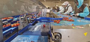 Linea di confezionamento pomodorini in vaschetta con operatrici alla selezione e controllo del prodotto