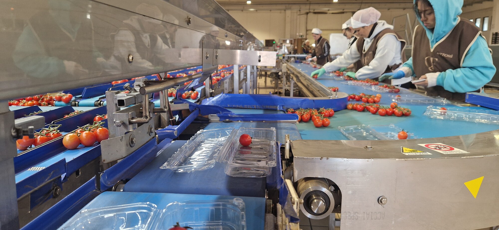 Linea di confezionamento pomodorini in vaschetta con operatrici alla selezione e controllo del prodotto