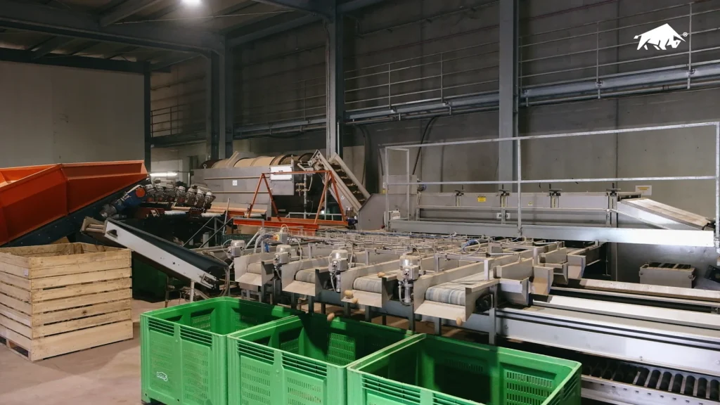 Operatori selezionano a mano le patate su un nastro della linea di lavorazione
