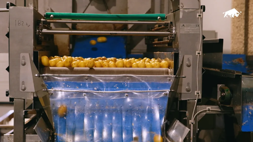 Mano guantata controlla le patate calibrate durante la selezione qualità