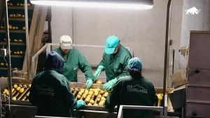 Operatori addetti alla selezione e calibratura delle patate su tavolo a rulli