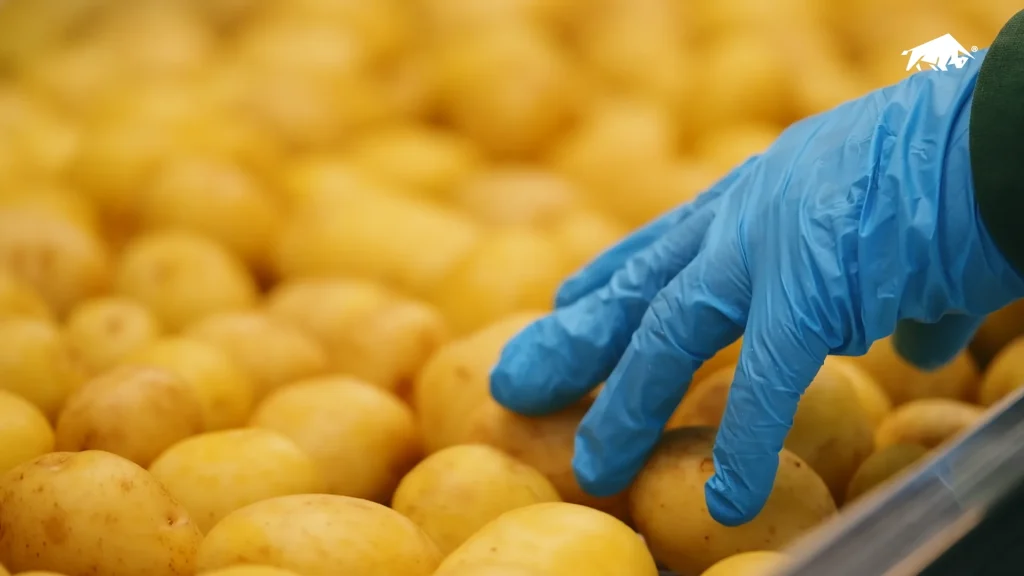 Operatori ispezionano le patate sporche di terra prima del lavaggio in linea