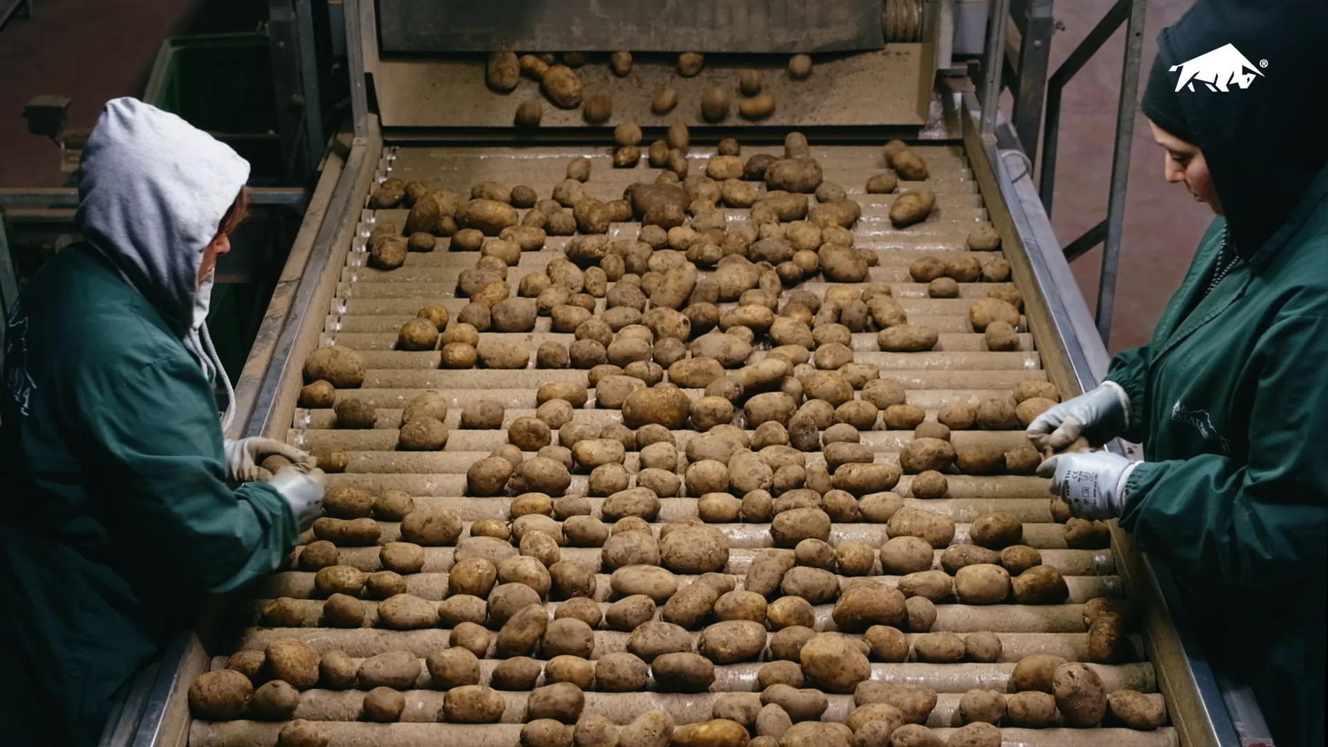Macchina per il lavaggio e l'asciugatura delle patate in linea con rulli e nastro