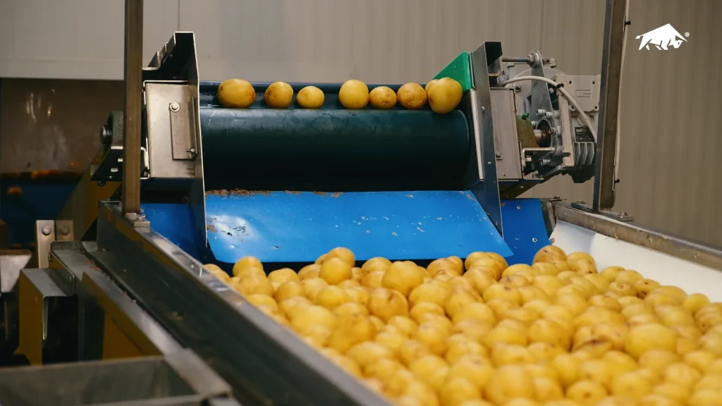 Operatori controllano le patate prima della pesatura e del confezionamento