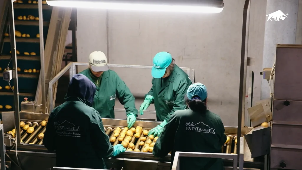 Patate pulite e calibrate avanzano sul nastro verso il confezionamento di fine linea