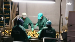 Patate pulite e calibrate avanzano sul nastro verso il confezionamento di fine linea