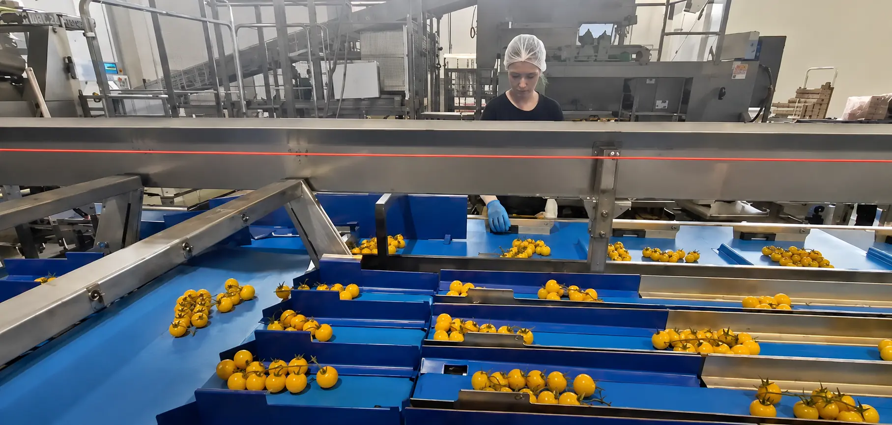 Operatrice alla postazione di cernita di pomodorini gialli su linea di calibratura a canali
