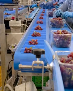 Operatori selezionano a mano grappoli d'uva rossa e li confezionano in vaschette su linea di packing house