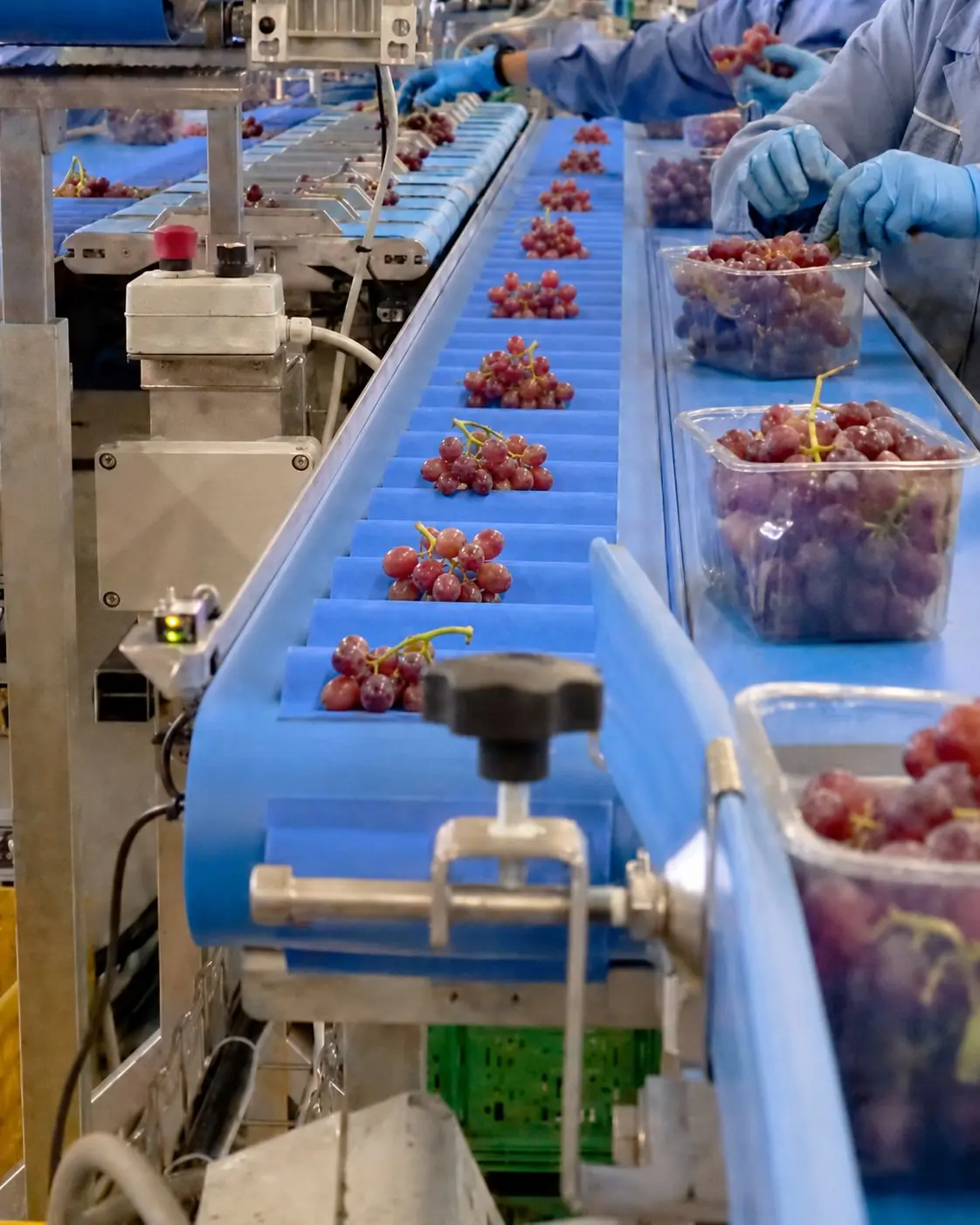 Operatori selezionano a mano grappoli d'uva rossa e li confezionano in vaschette su linea di packing house