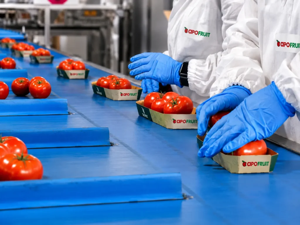 Operatori con guanti blu confezionano pomodori in vaschette sul nastro di una linea packing house ortofrutta