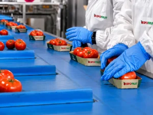 Operatori con guanti blu confezionano pomodori in vaschette sul nastro di una linea packing house ortofrutta