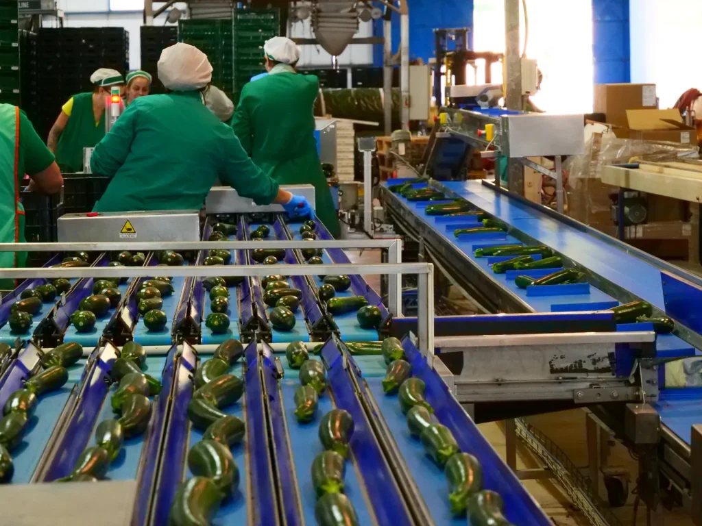Operatrici in camice verde selezionano zucchine sui nastri di una linea modulare per ortofrutta