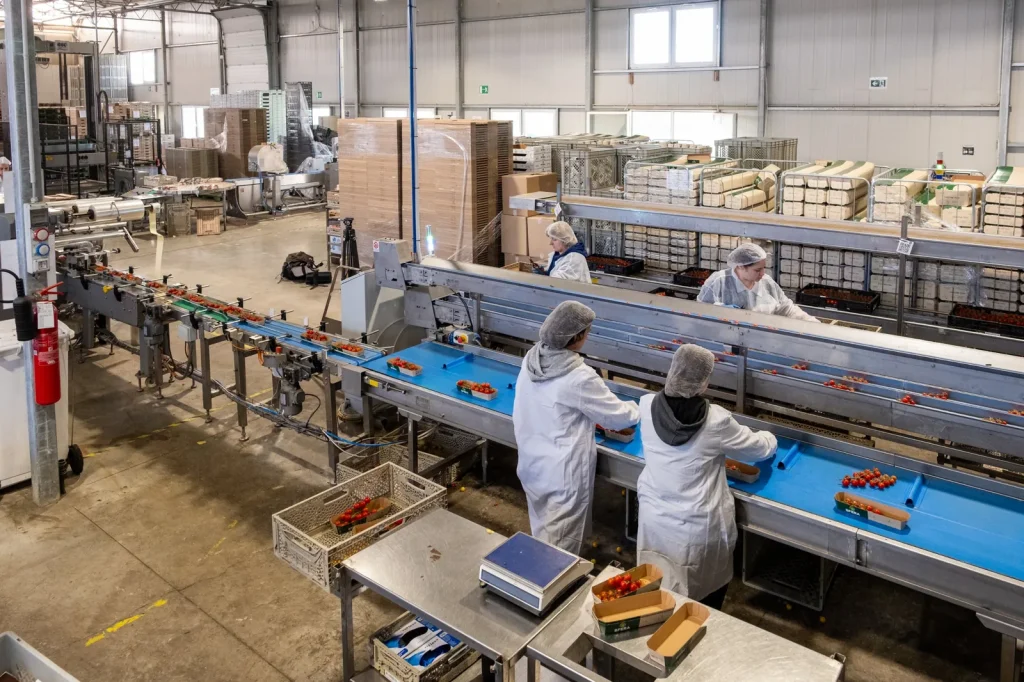 Linea packing house ortofrutta vista dall’alto: operatrici confezionano pomodorini in vaschette vicino alla bilancia