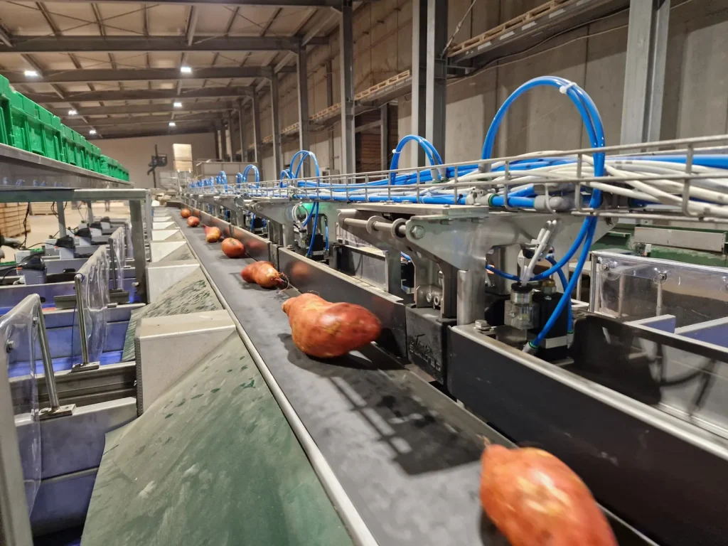Cassette impilate di patate dolci su rulliera in ingresso a una linea modulare per ortofrutta