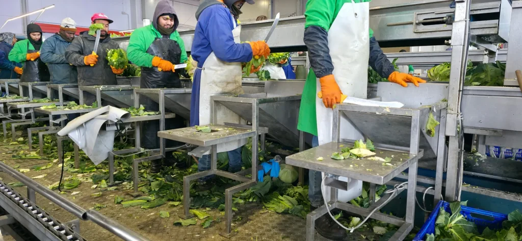 Operatori alla selezione e pulizia dei cavolfiori su postazioni in acciaio lungo la linea di lavorazione