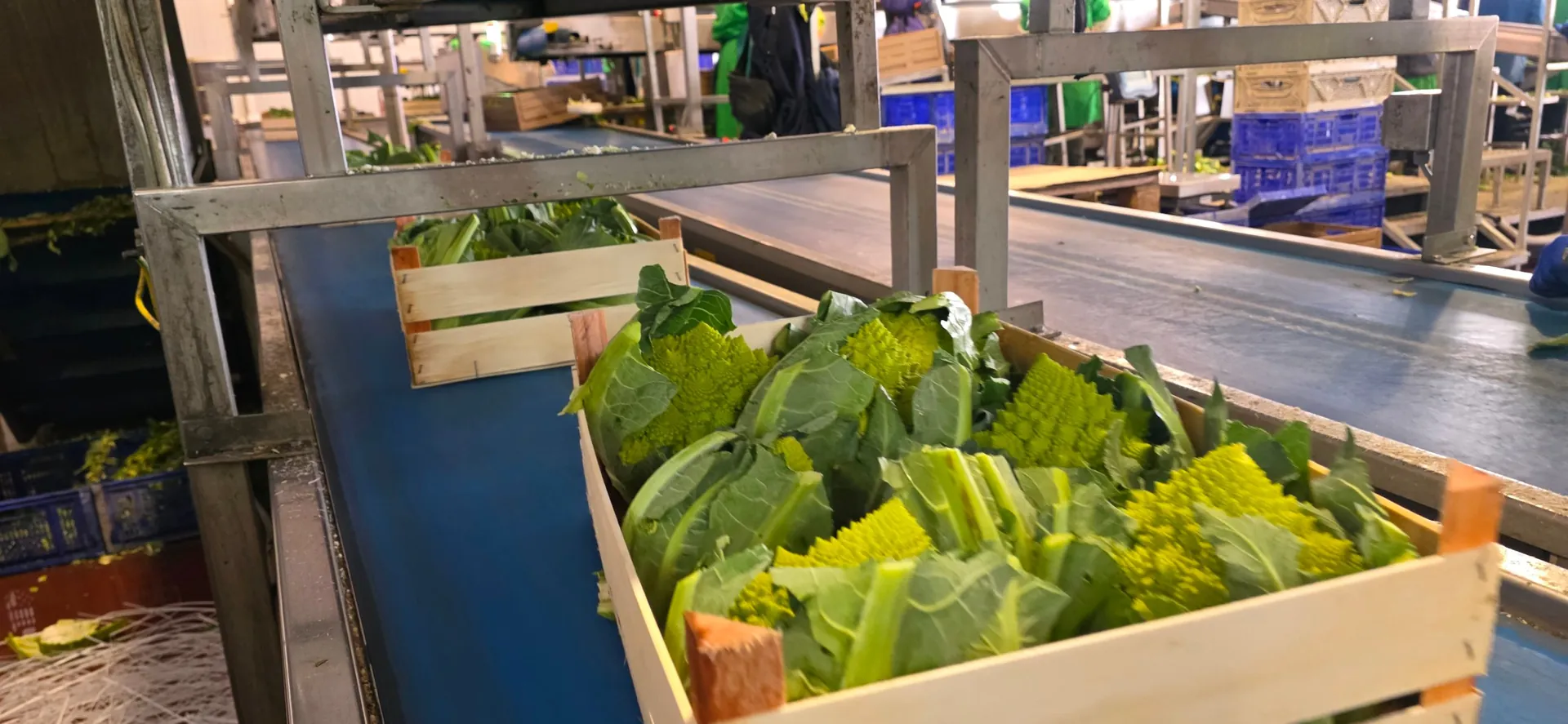 Cassetta di cavolo romanesco su nastro trasportatore in una linea modulare per ortofrutta