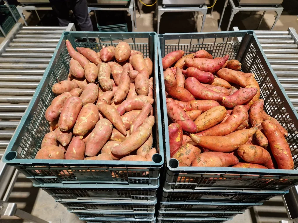 Patate dolci su nastro di calibratura con attuatori pneumatici in una linea modulare per ortofruttaPatate dolci su nastro di calibratura con attuatori pneumatici in una linea modulare per ortofrutta