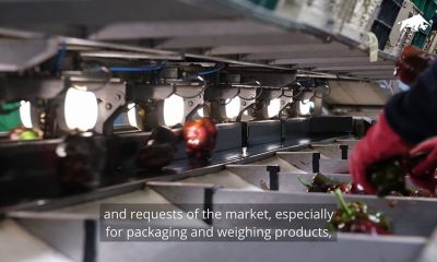 BULLTEC_per_MASTERFRUIT_cover