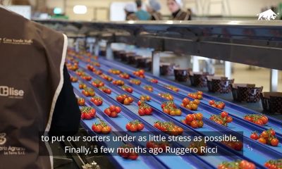 Linea_PESO_MINIMO_GARANTITO_VASSOI_pomodorino_a_grappolo_cover