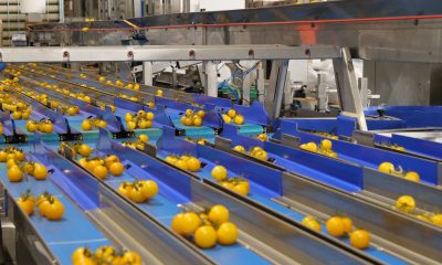 Pomodorini gialli a grappolo su linea di calibratura e selezione automatizzata in post-raccolta