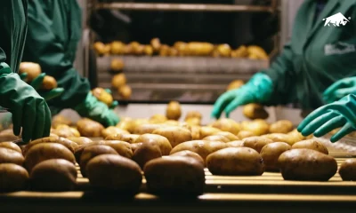 Linea di lavorazione patate completa in stabilimento con nastri, calibratrice e cassoni di raccolta