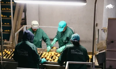 Operatori addetti alla selezione e calibratura delle patate su tavolo a rulli