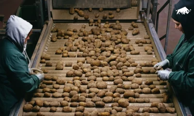 Macchina per il lavaggio e l'asciugatura delle patate in linea con rulli e nastro
