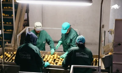 Patate pulite e calibrate avanzano sul nastro verso il confezionamento di fine linea