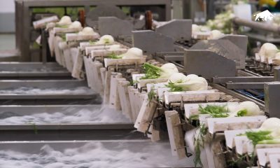 Finocchi su linea di selezione e calibratura a palette per la classificazione qualità in post-raccolta