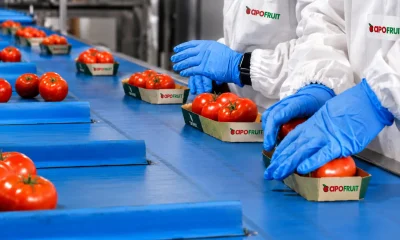 Operatori con guanti blu confezionano pomodori in vaschette sul nastro di una linea packing house ortofrutta
