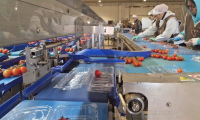 Linea di confezionamento pomodorini in vaschetta con operatrici alla selezione e controllo del prodotto
