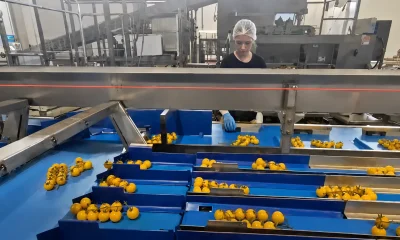 Operatrice alla postazione di cernita di pomodorini gialli su linea di calibratura a canali
