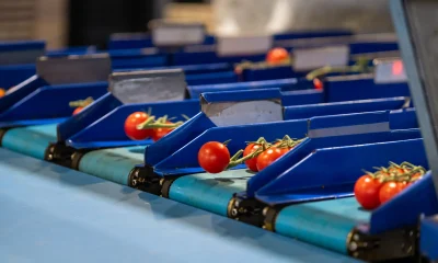 Pomodorini a grappolo residui sui canali blu di una calibratrice elettronica a fine ciclo