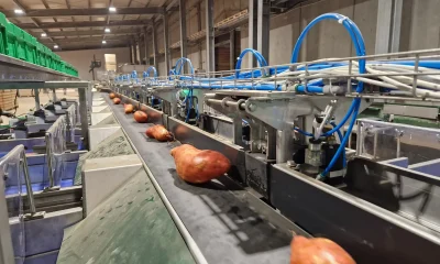 Cassette impilate di patate dolci su rulliera in ingresso a una linea modulare per ortofrutta