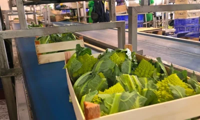 Cassetta di cavolo romanesco su nastro trasportatore in una linea modulare per ortofrutta