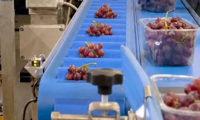 Operatori selezionano a mano grappoli d'uva rossa e li confezionano in vaschette su linea di packing house